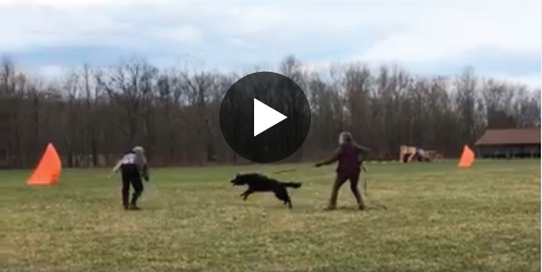 Grundberg Shepherds Training Video
