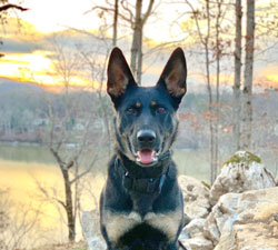 Grunberg Shepherds Asheville North Carolina