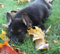  german shepherd puppies