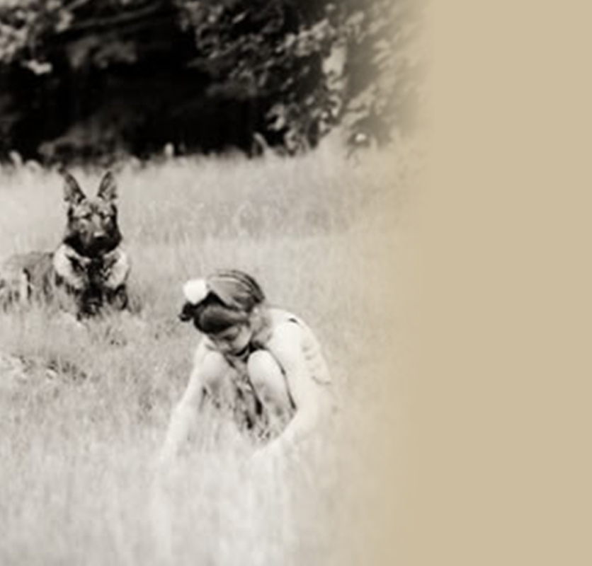 Grunberg german shepherd puppies